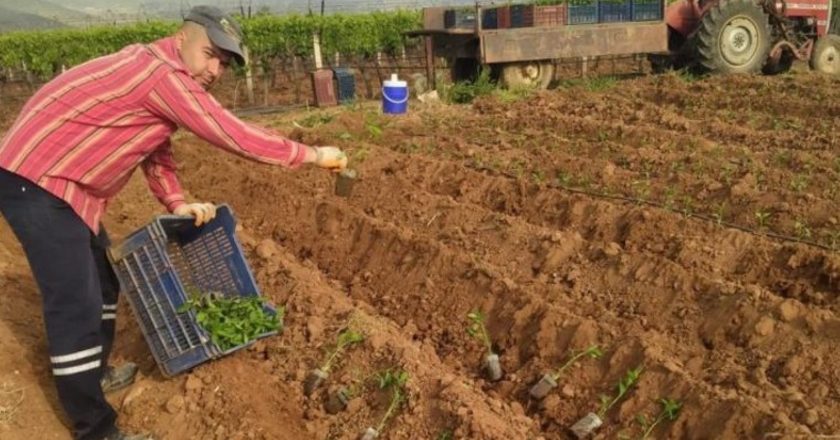 Sarıgöl'de ekim başladı: İlk hasat haziran ayında – Son Dakika Hayat Haberleri