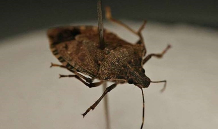 Erdal Avcı, kahverengi kokarcaya karşı proje geliştirmek için artık çok geç olduğunu söyledi – Son Dakika Tarım Haberleri