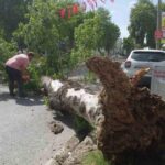 Edirne’de devrilen ağaç yolu trafiğe kapattı