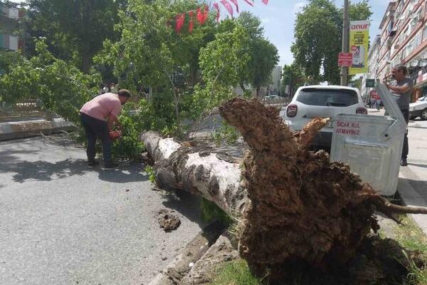 Edirne’de devrilen ağaç yolu trafiğe kapattı