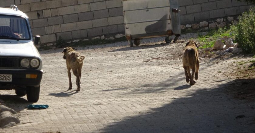 Çorum’da başıboş köpeğin saldırısına uğrayan çocuk yaralandı