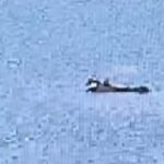 Adana’da yangın söndürme uçağı düştü! Pilotun durumu iyi: “Uçağım düştü, beni alın”
