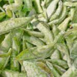 Retina sağlığı için en etkili koruma: Takviyeleri bir kenara bırakın!