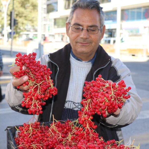 Halkın “gençlik iksiri” dediği meyve tezgâhta doğal olarak yetişti!